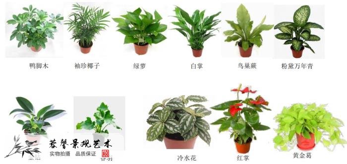 植物墙价格