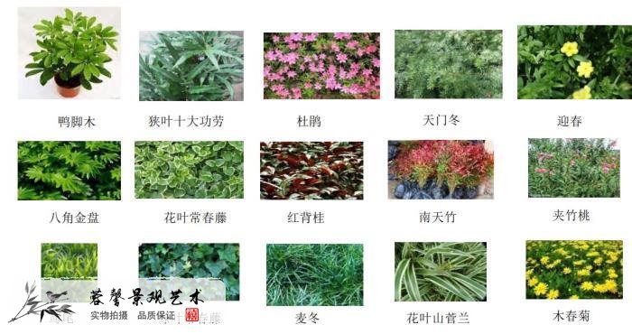 办公室植物墙做法