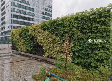 屋頂垂直綠化，集團公司樓頂植物墻景觀