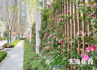 圍擋圍欄立體綠化，小區、樓盤、學校爬藤薔薇花綠化景觀
