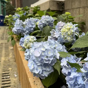 幼儿园植物花箱