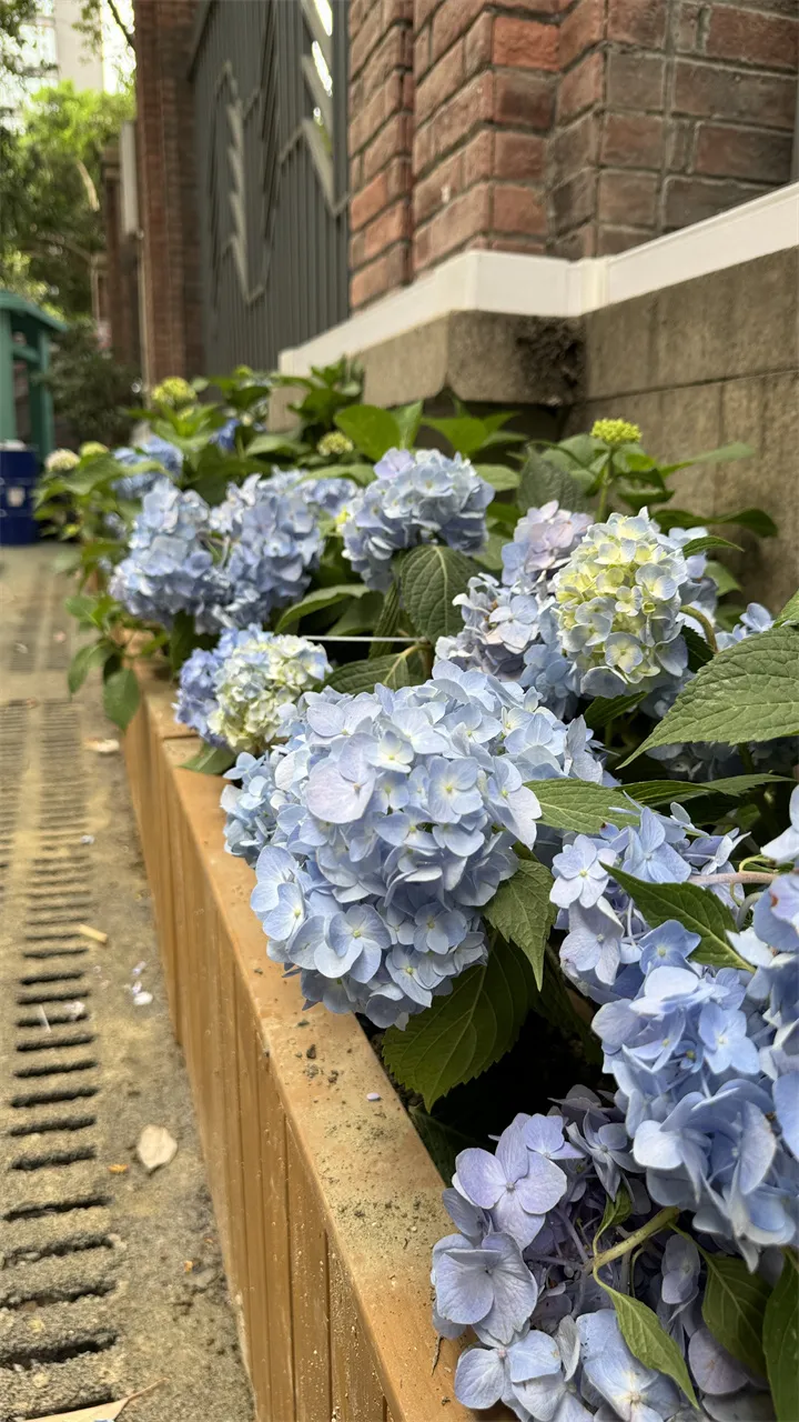 幼儿园植物花箱